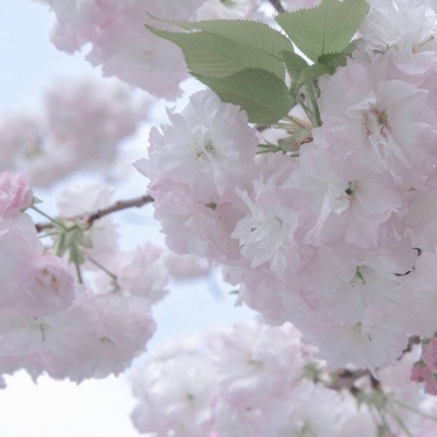 Furry绘画原创灵感福瑞群